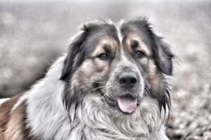 Aevum Tierkrematorium& Bestattung