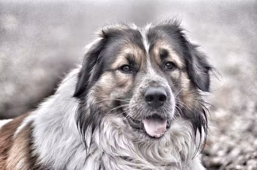 Aevum Tierkrematorium& Bestattung