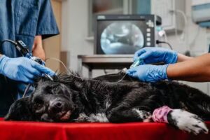 AniCura Tierarztpraxis Korneuburg