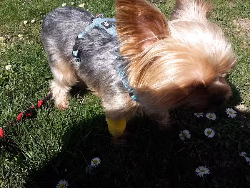 AniCura Tierklinik Hollabrunn