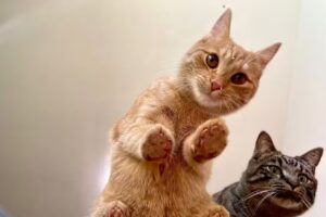 Annemarie Salzlechner