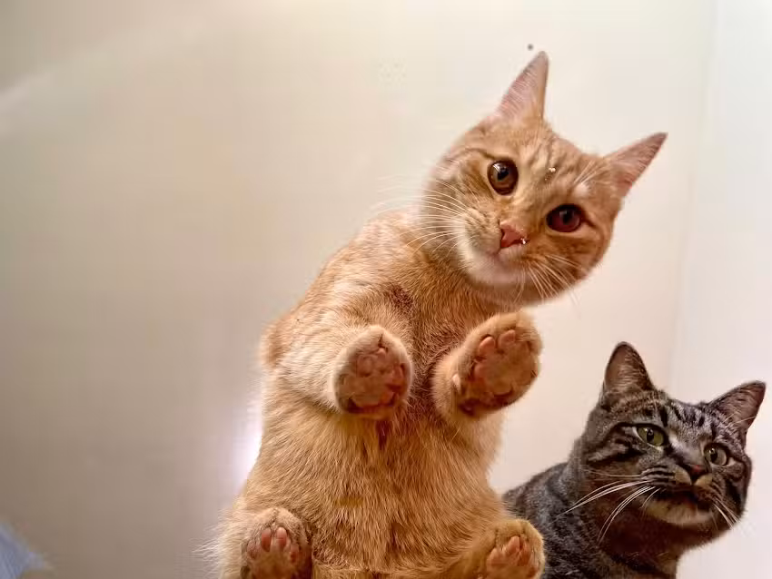 Annemarie Salzlechner