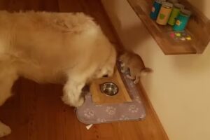 Bauer Eva Dr med vet