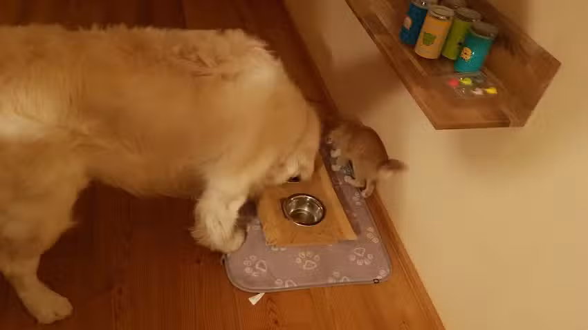 Bauer Eva Dr med vet