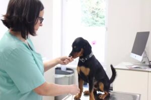 blu.beethoven Dr. Michaela D’Alonzo Tierarzt & Shop für alle Felle