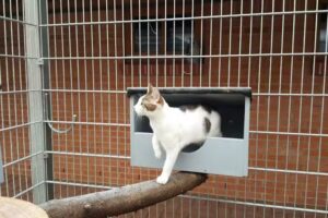 Claudia’s Katzenurlaub