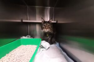 Das Tierärzteteam am Rathausplatz