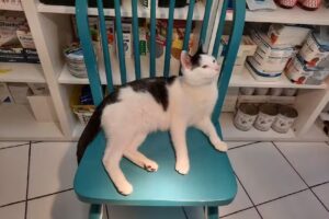 Die Tierärztinnen – Dipl.Tzt. Sonja Trattnig