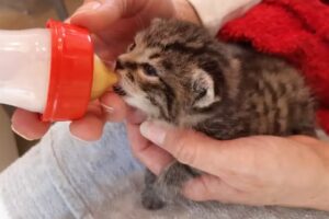 Dip. Tierarzt PhDDr. Schauhuber Christine