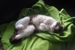 Dipl-TA Brigitte Horvath