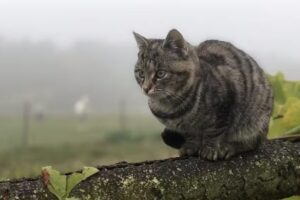 Dipl.TA Christoph Haller