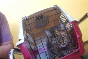 Dipl-TA Dr. Constanze Zach