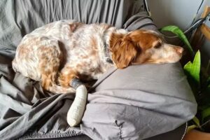 Dipl-TA Dr. Franz Ziegler