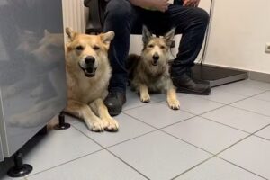 Dipl-TA Dr. Gerda Göttlich