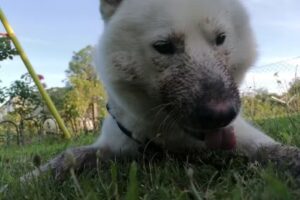 Dipl-TA Dr. Herbert Gantner