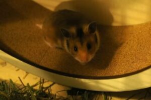 Dipl-TA Dr. Josef Zoher