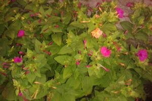 Dipl-TA Dr. Norbert Hess