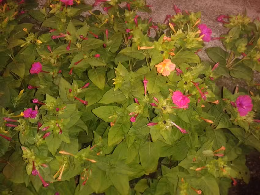 Dipl-TA Dr. Norbert Hess