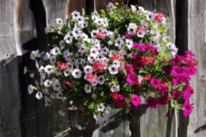 Dipl-TA Dr. Peter Haselsteiner