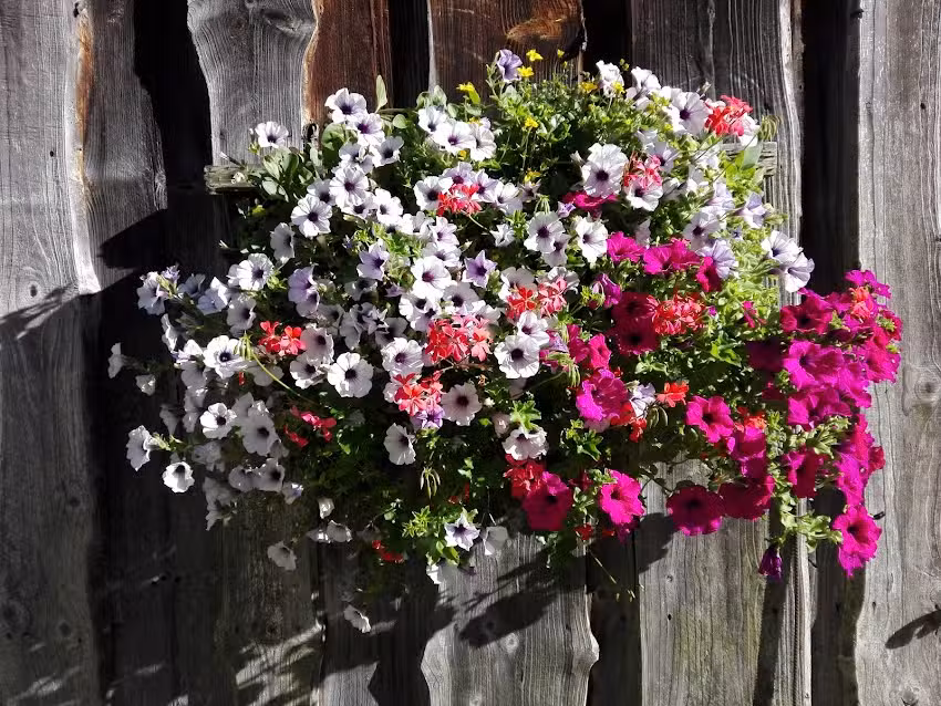 Dipl-TA Dr. Peter Haselsteiner