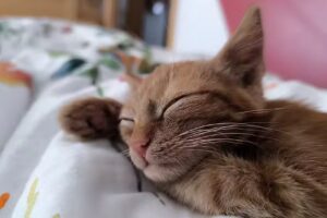 Dipl-TA Dr. Rosmarie Poskocil