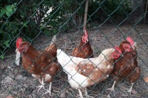 Dipl-TA Dr. Rudolf Winkelmayer