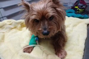 Dipl-TA Dr. Ulrike Füreder