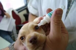 Dipl-TA Josef Scharrer