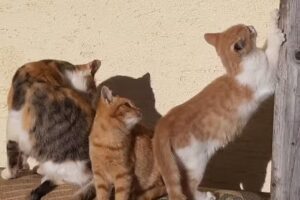 Dipl-TA Mag Barbara Peinhopf