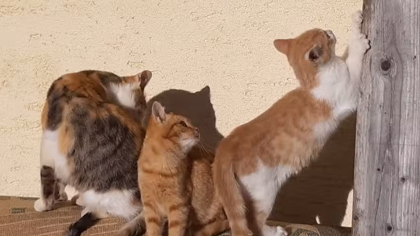 Dipl-TA Mag Barbara Peinhopf