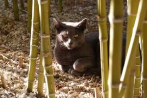 Dipl-TA Mag. Dagmar Görner