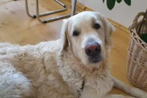 Dipl-TA Mag. Rudolf Hauck