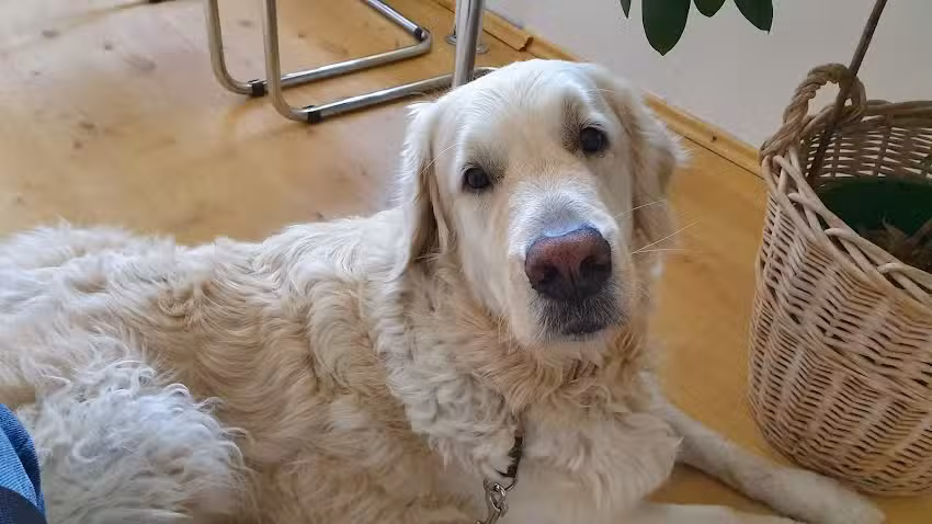 Dipl-TA Mag. Rudolf Hauck