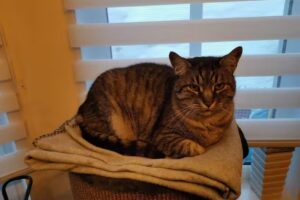 Dipl-TA Michael Sorschag