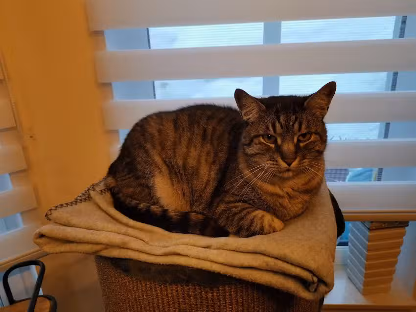 Dipl-TA Michael Sorschag