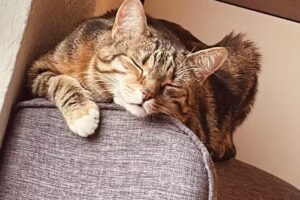 Dipl-TA Veronika Brugger