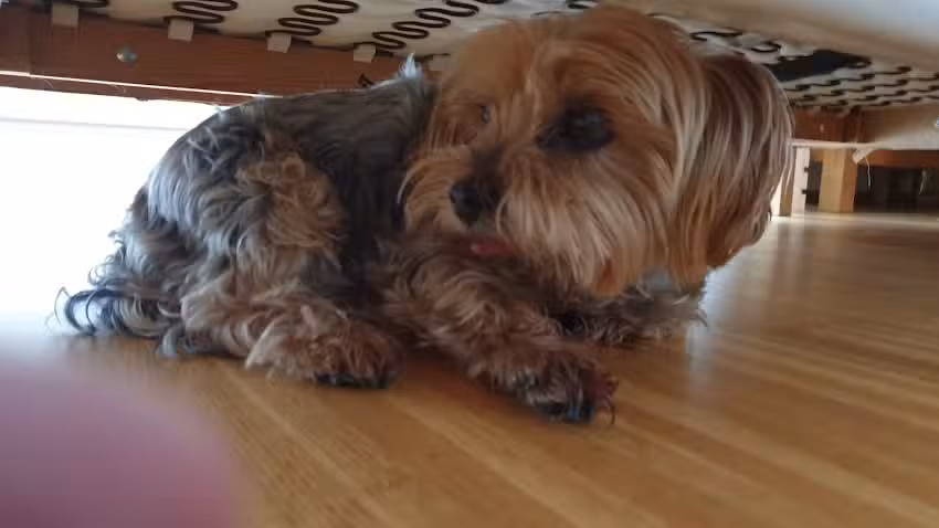 Dipl-Tierarzt Hochleithner Claudia