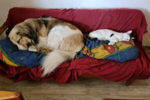 Dipl. Tierarzt – Martin Unterberger