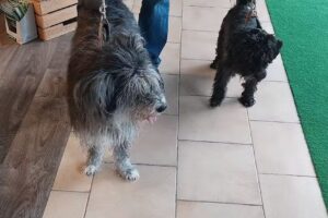 Dipl. Tierarzt Thomas Worsch