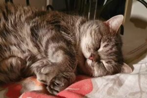 Dipl.Tzt. Mag. Philipp Jettmar & Mag. Katharina Kriessl