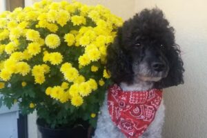 Dr. Andreas Meszaros