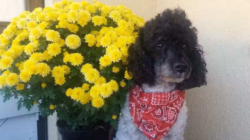 Dr. Andreas Meszaros