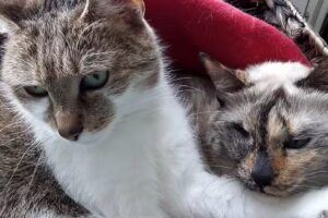 Dr. Annett-Carolin Häbich