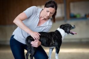 Dr. Barbara Freudenschuss, Tierärztin für Chiropraktik und Akupunktur