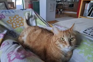 Dr. Christian Kušej