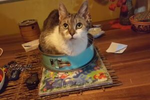 Dr. Dipl-Tierarzt Schneeweiss Elfriede