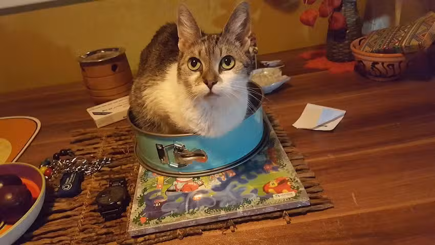 Dr. Dipl-Tierarzt Schneeweiss Elfriede