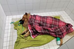 Dr. Elisabeth Kutschera