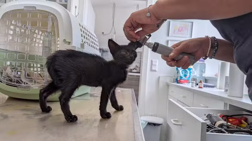 Dr. Eva Maria Galler