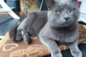 Dr. Franz Scheuchenpflug